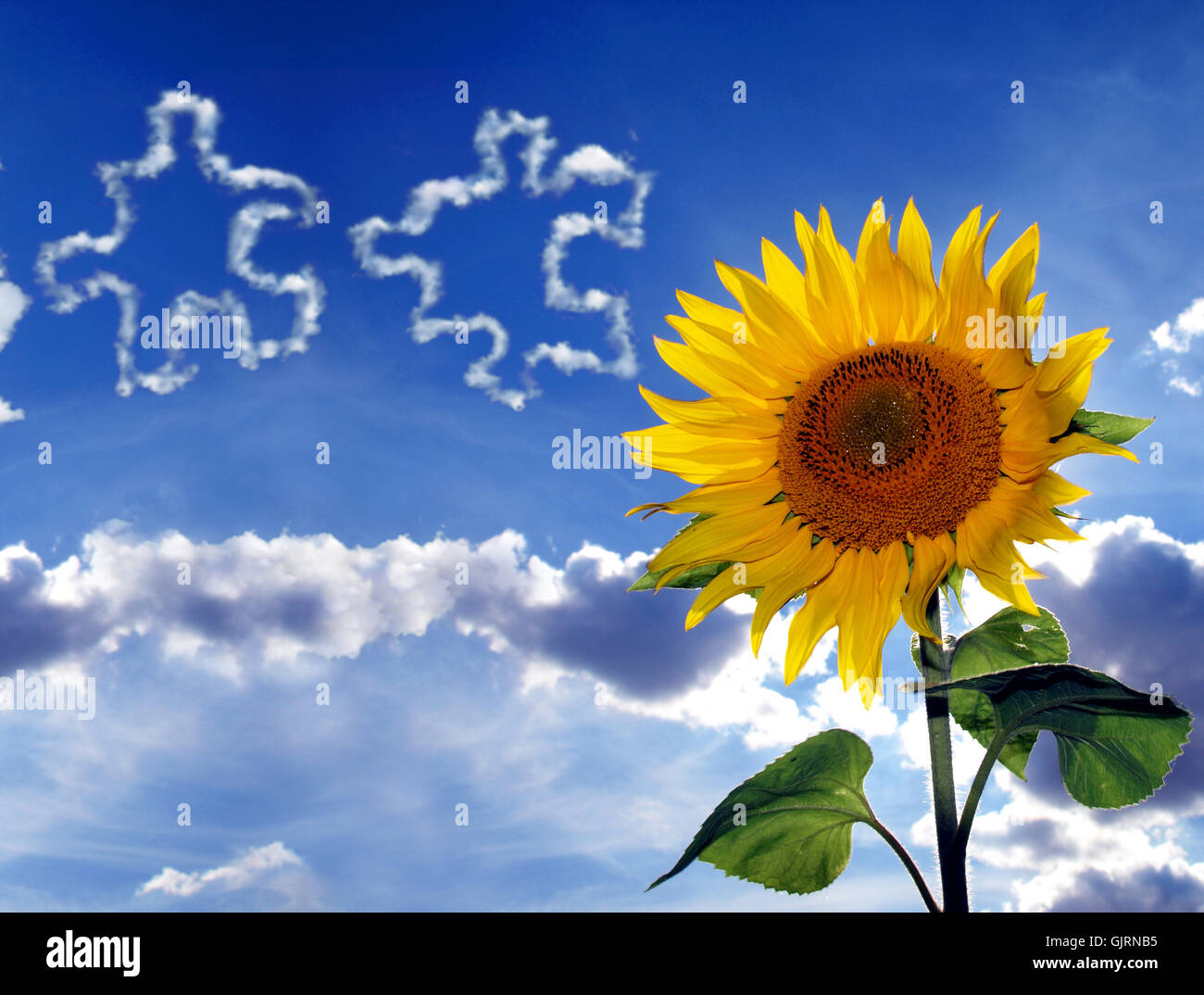 Sonnenblume gegen Himmel mit Puzzle-Teile Stockfoto