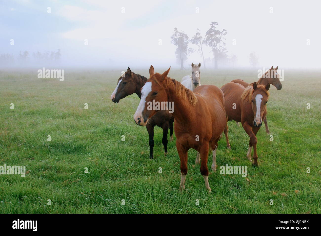 Pferd-Nebel-Stimmung Stockfoto