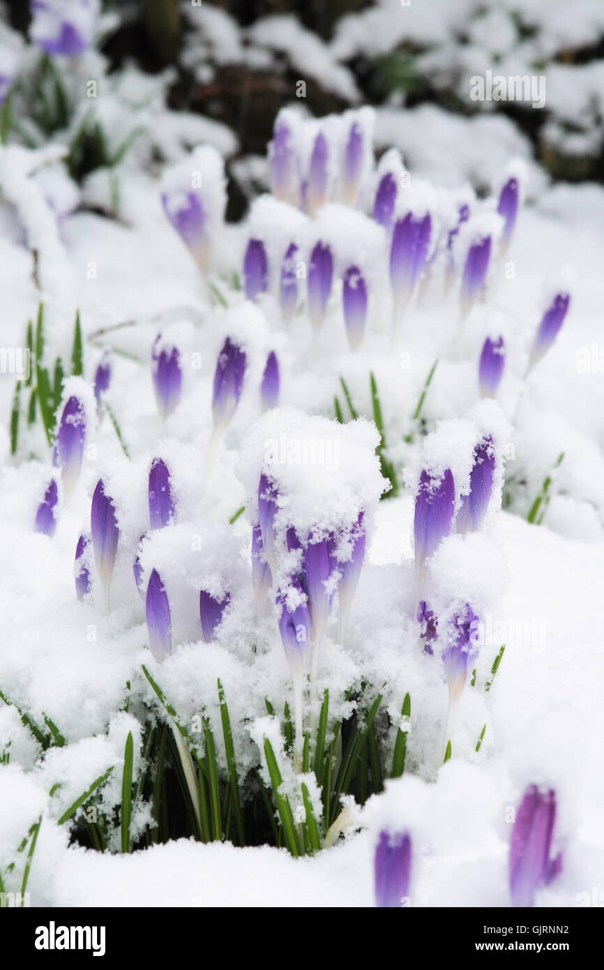 Frühlings-Krokus werden snowbound Stockfoto