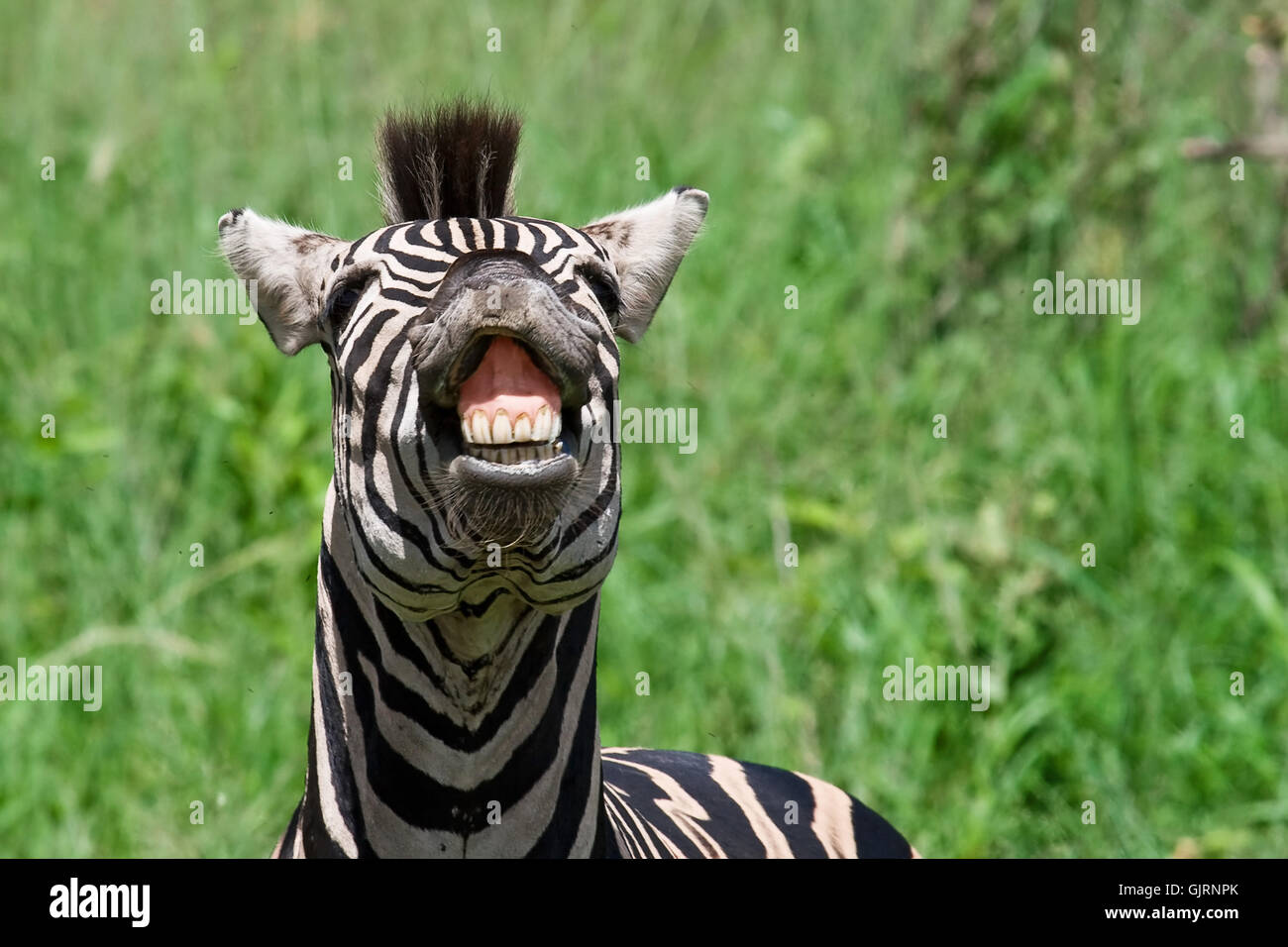 Lachen Lachen Lachen Stockfoto