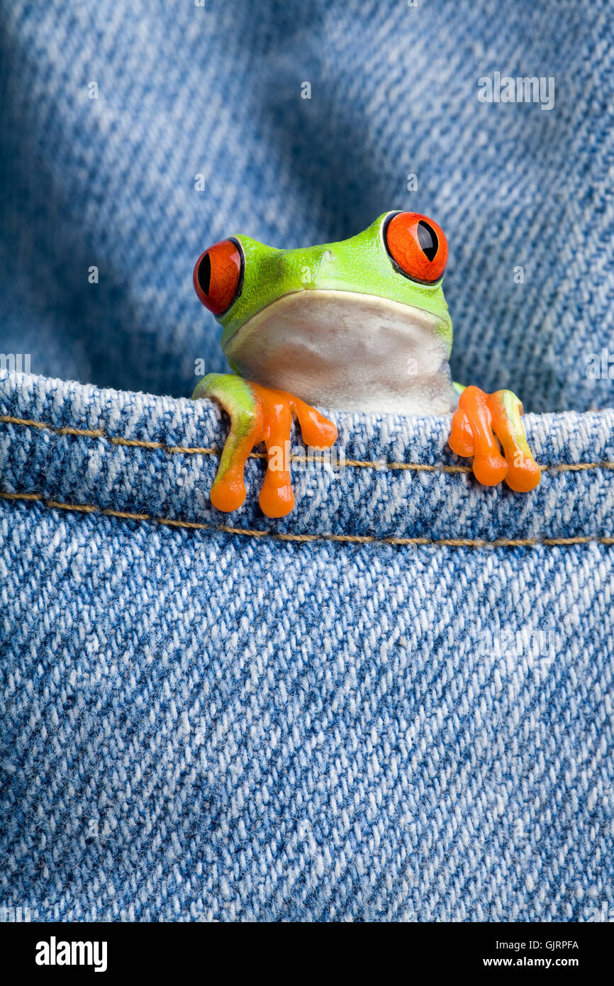 Tiere Amphibien jeans Stockfoto