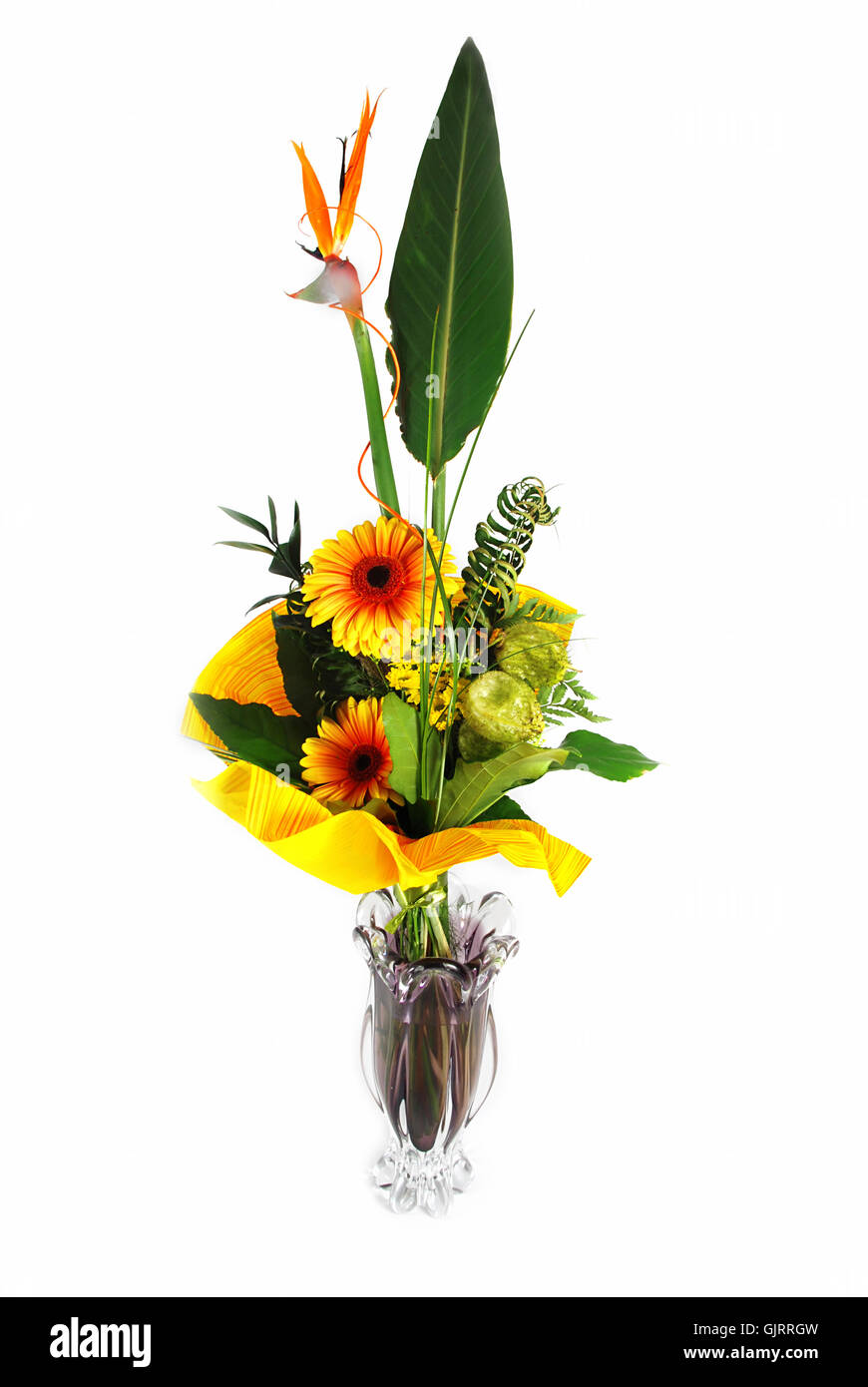 isolierte Blume Pflanze Stockfoto