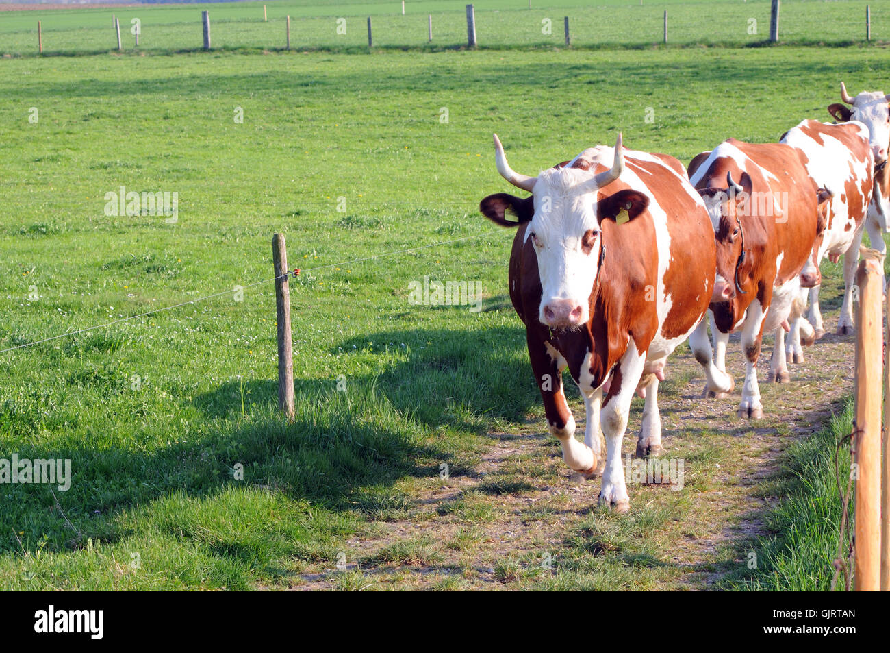 Kühe auf dem Heimweg Stockfoto