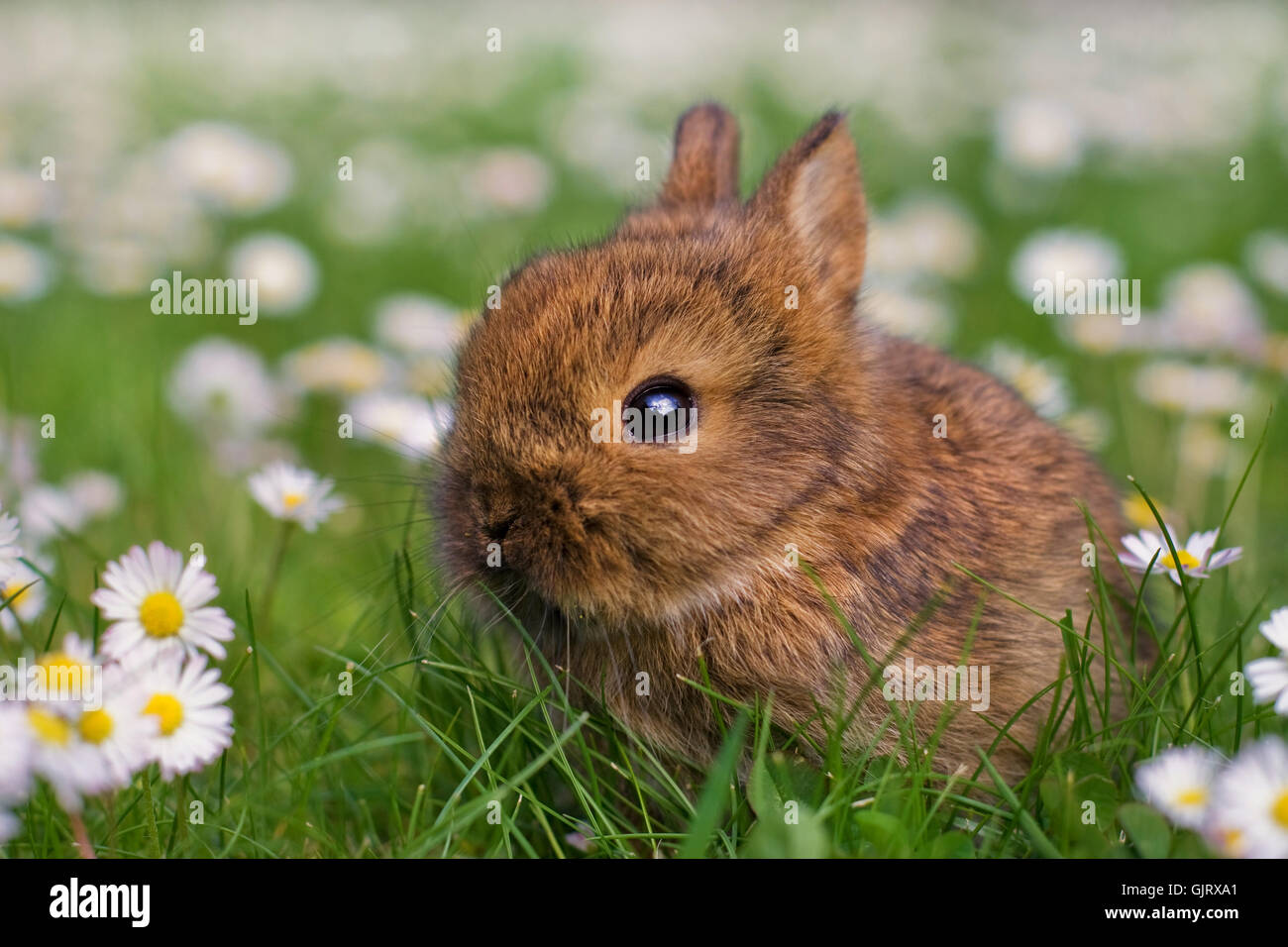 Liebe süße Hasen Stockfotografie Alamy