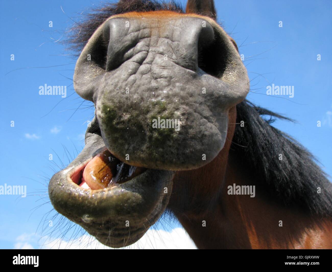 Pferd Zunge witzig Stockfoto