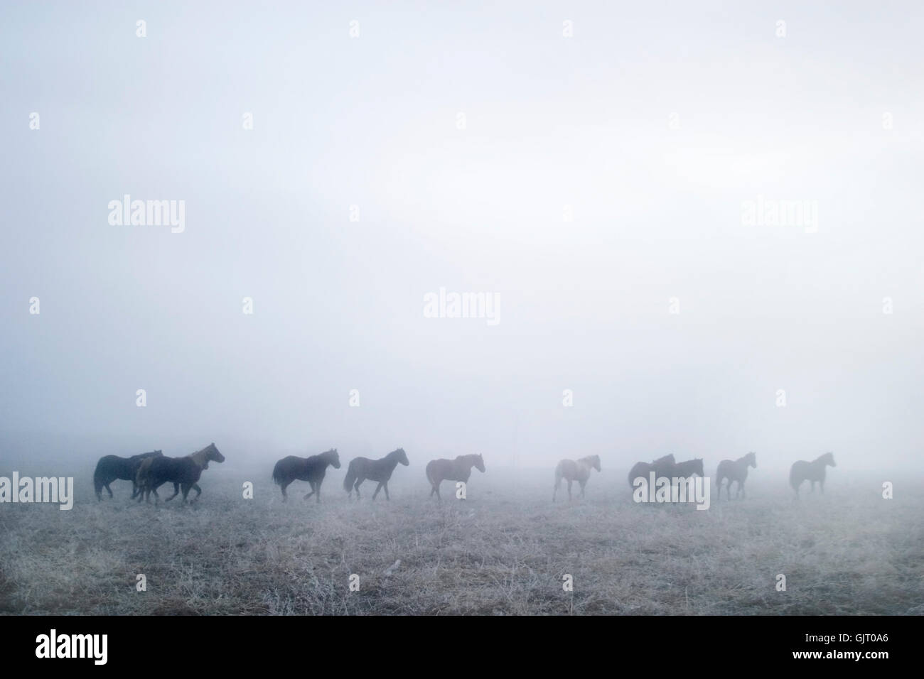 wilde Pferd winter Stockfoto