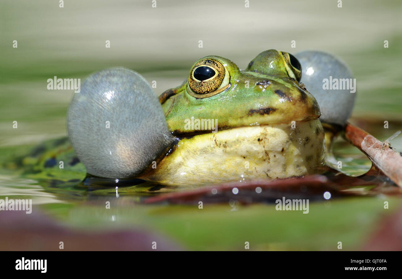 quakenden Frosch Wasser Stockfotografie - Alamy