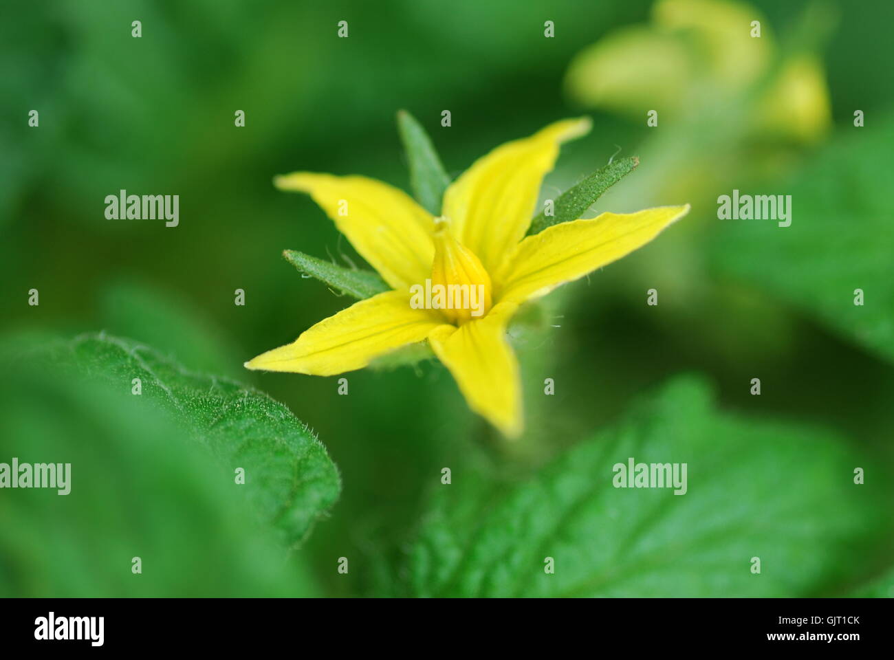 Tomate Blüte (Solanum Lycopersicum) Stockfoto