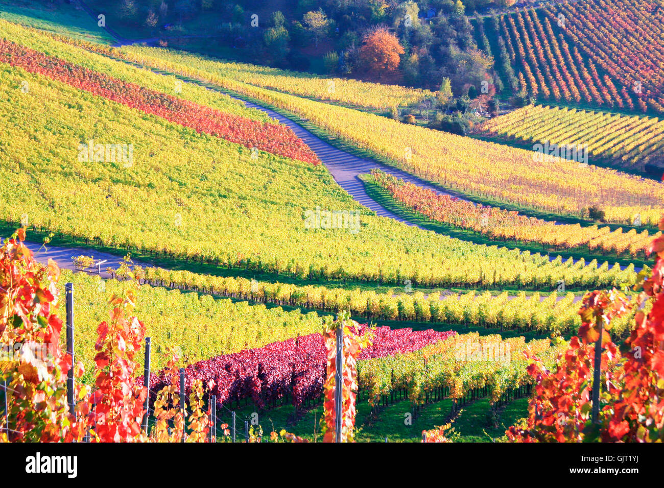 Weinberg im Herbst Stockfoto