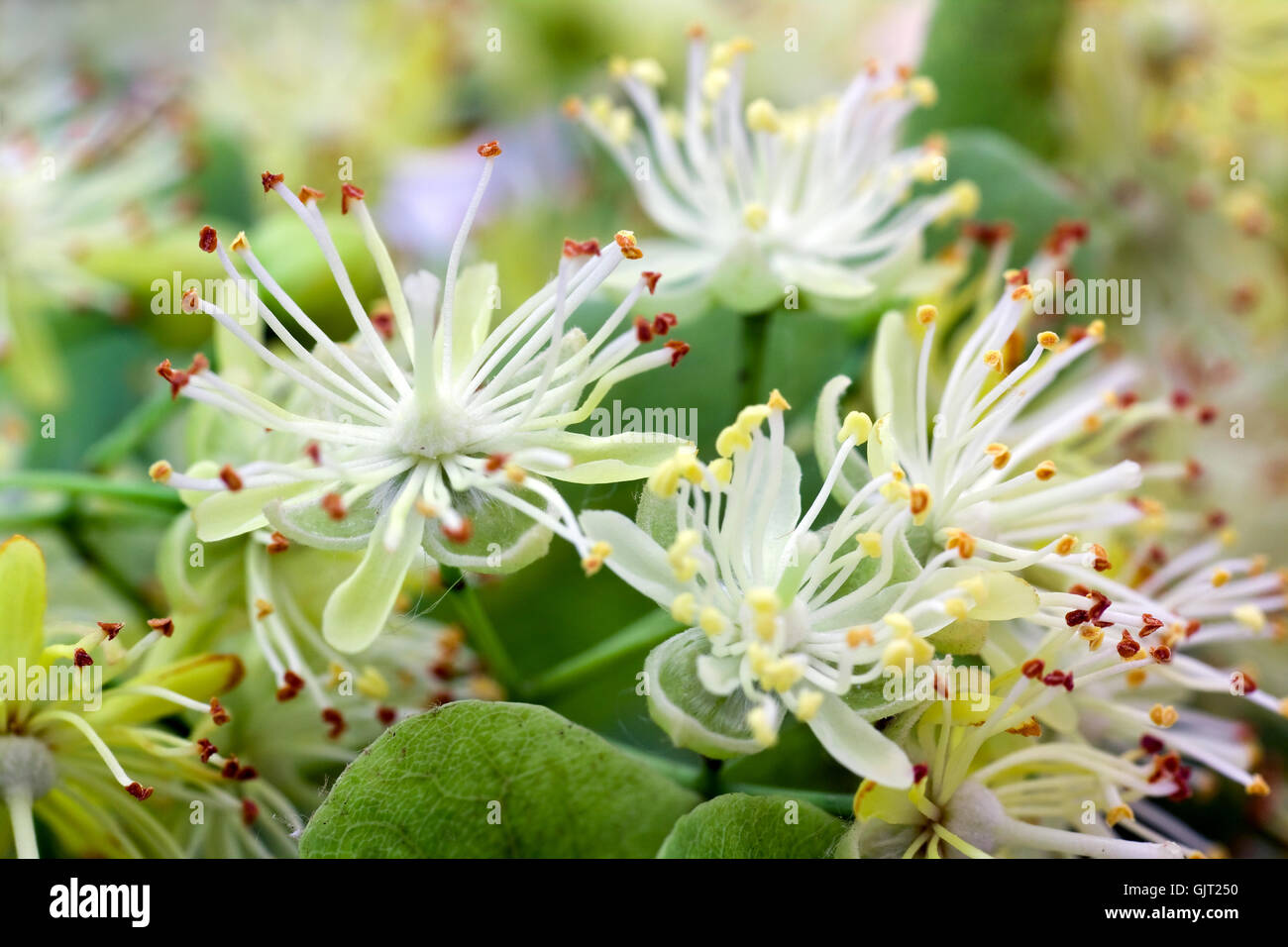 Linden-Blüten Nahaufnahme platyphyllos Stockfoto