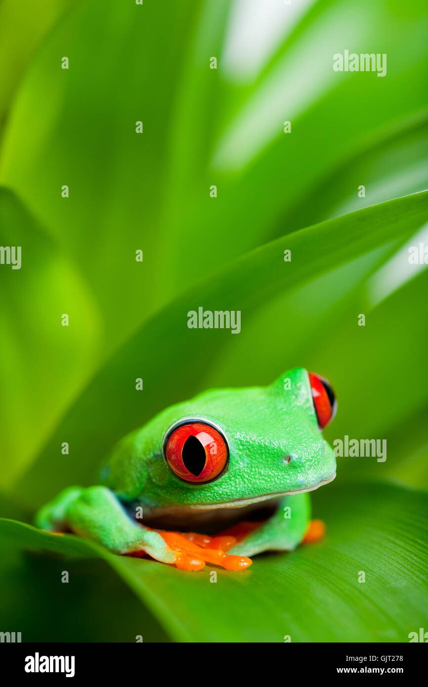 Tiere Amphibien Frosch Stockfoto