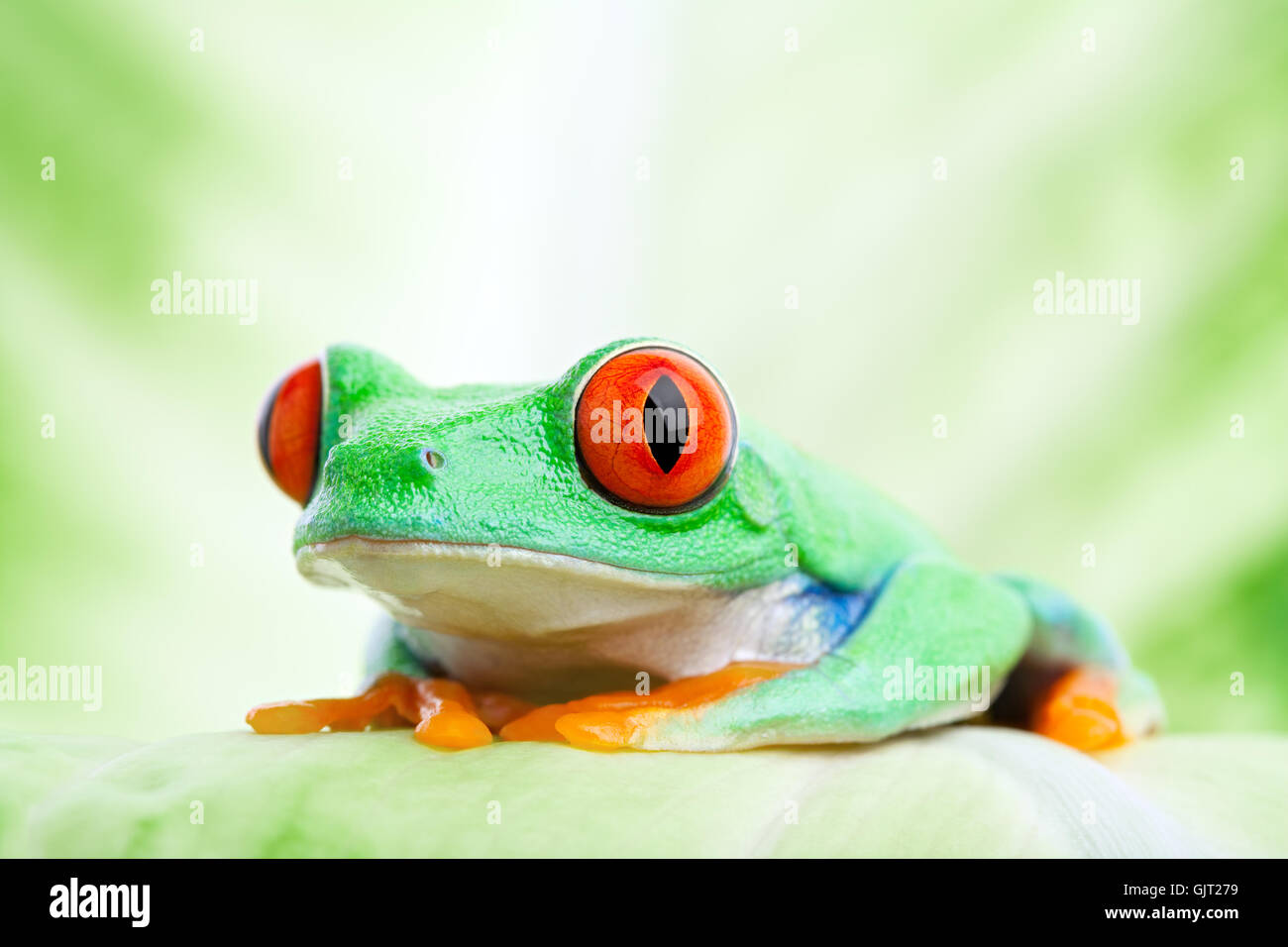 Tiere Amphibien Frosch Stockfoto