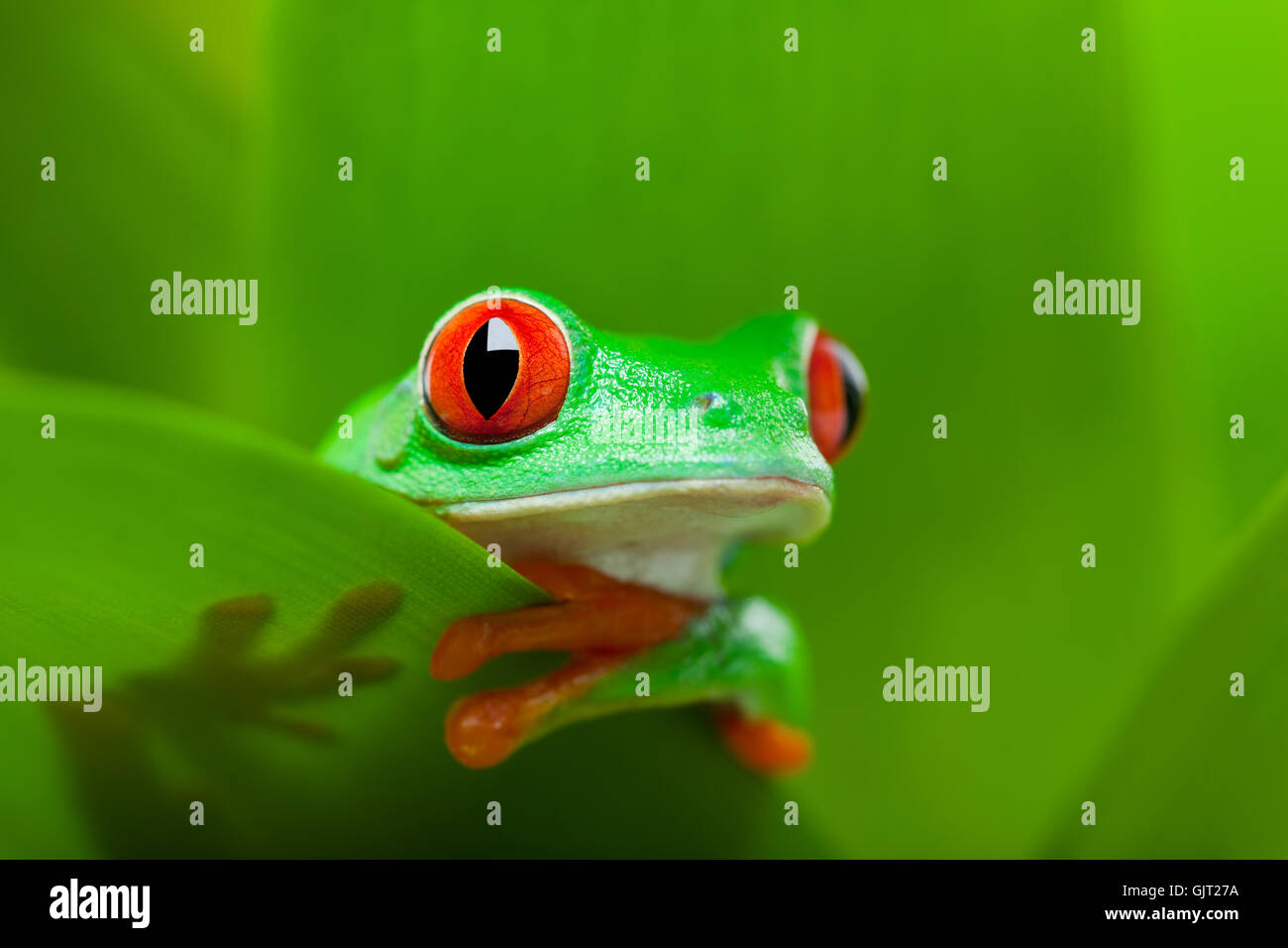 Tiere Amphibien Frosch Stockfoto