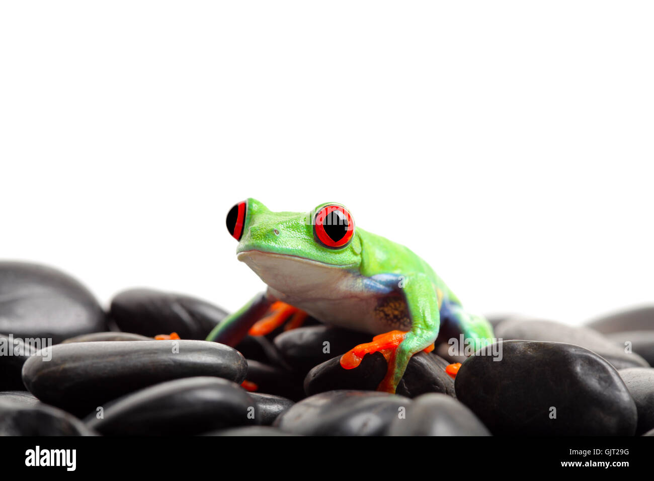 Tiere Amphibien Frosch Stockfoto