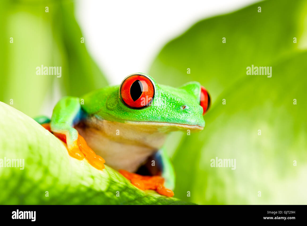 Tiere Amphibien Blatt Stockfoto