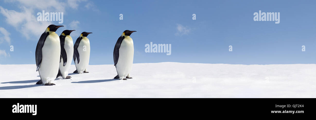 Vogel Pinguine Pinguin Stockfoto