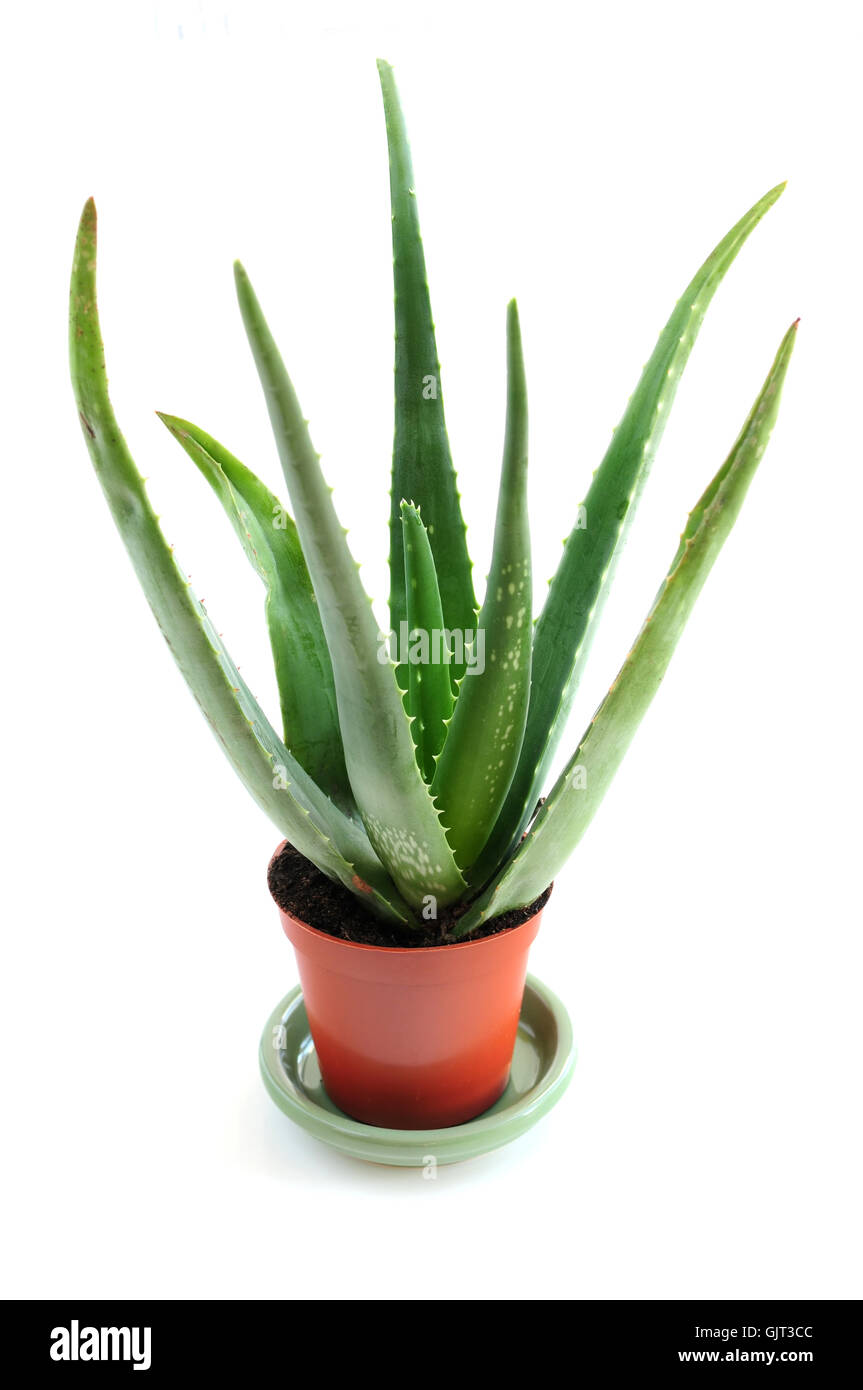 isolierte Aloe-Pflanze Stockfoto