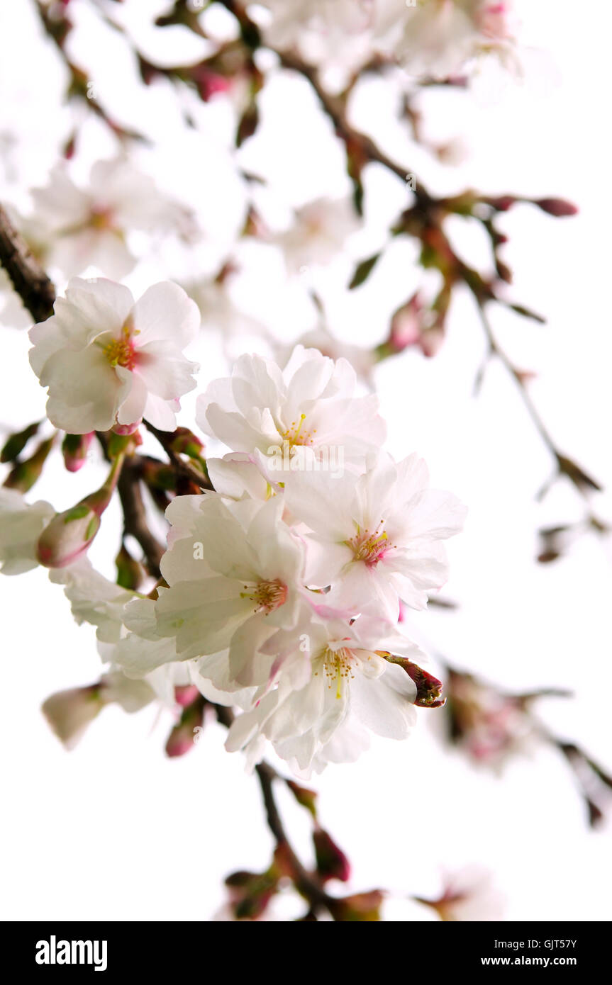 isolierte Baum Blüte Stockfoto