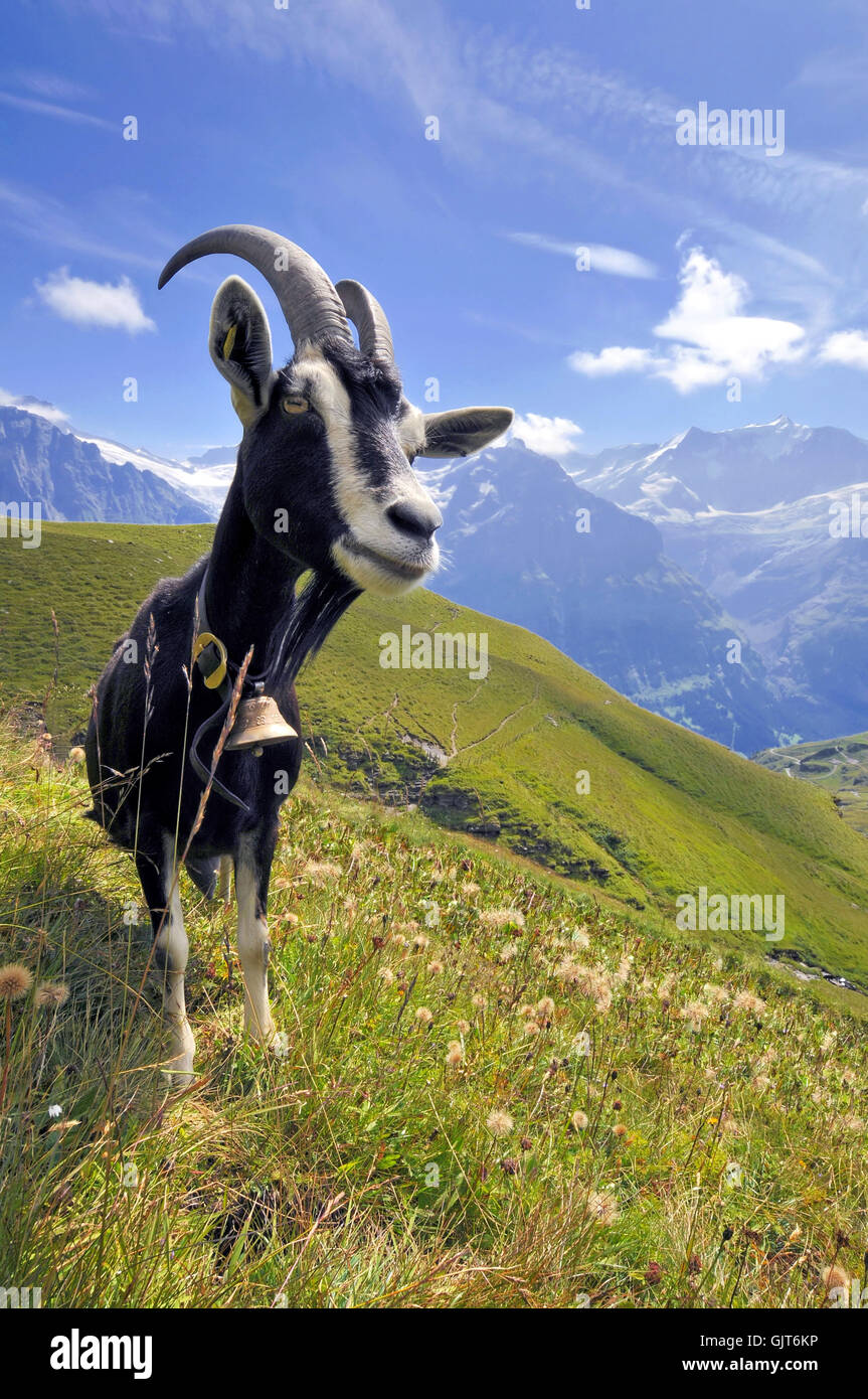 Bergziege Stockfoto