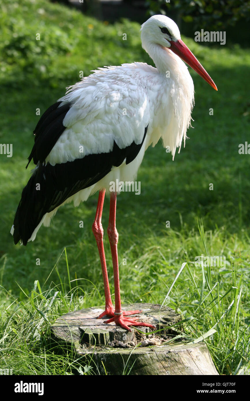 Beine Vogel Vögel Stockfoto