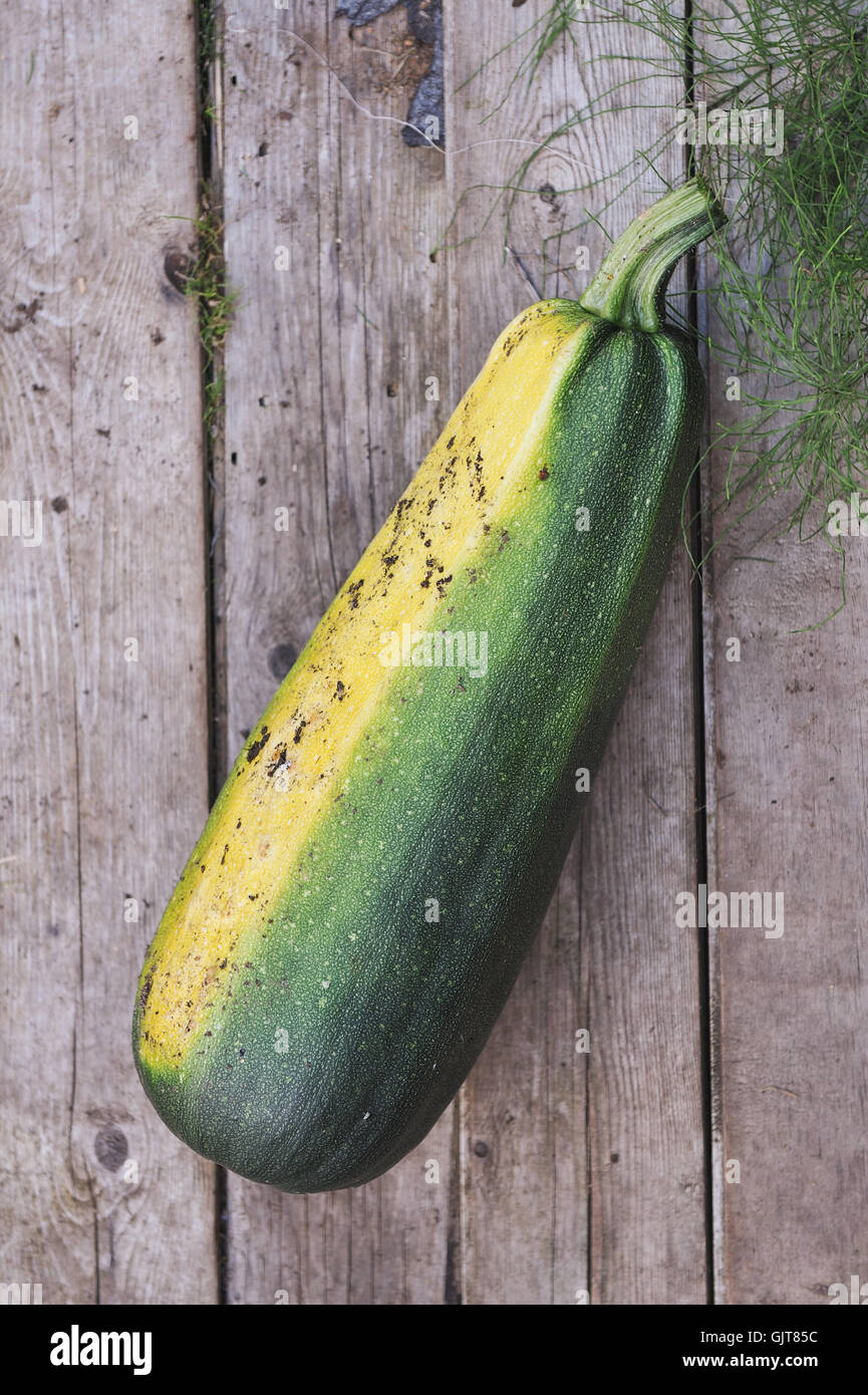 Geernteten groß und reif Zucchini. Hintergrund hautnah Stockfotografie -  Alamy