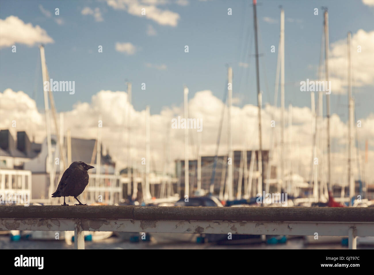 Bild von einem schwarzen Vogel thront auf einem Boot Marina Geländer. Stockfoto