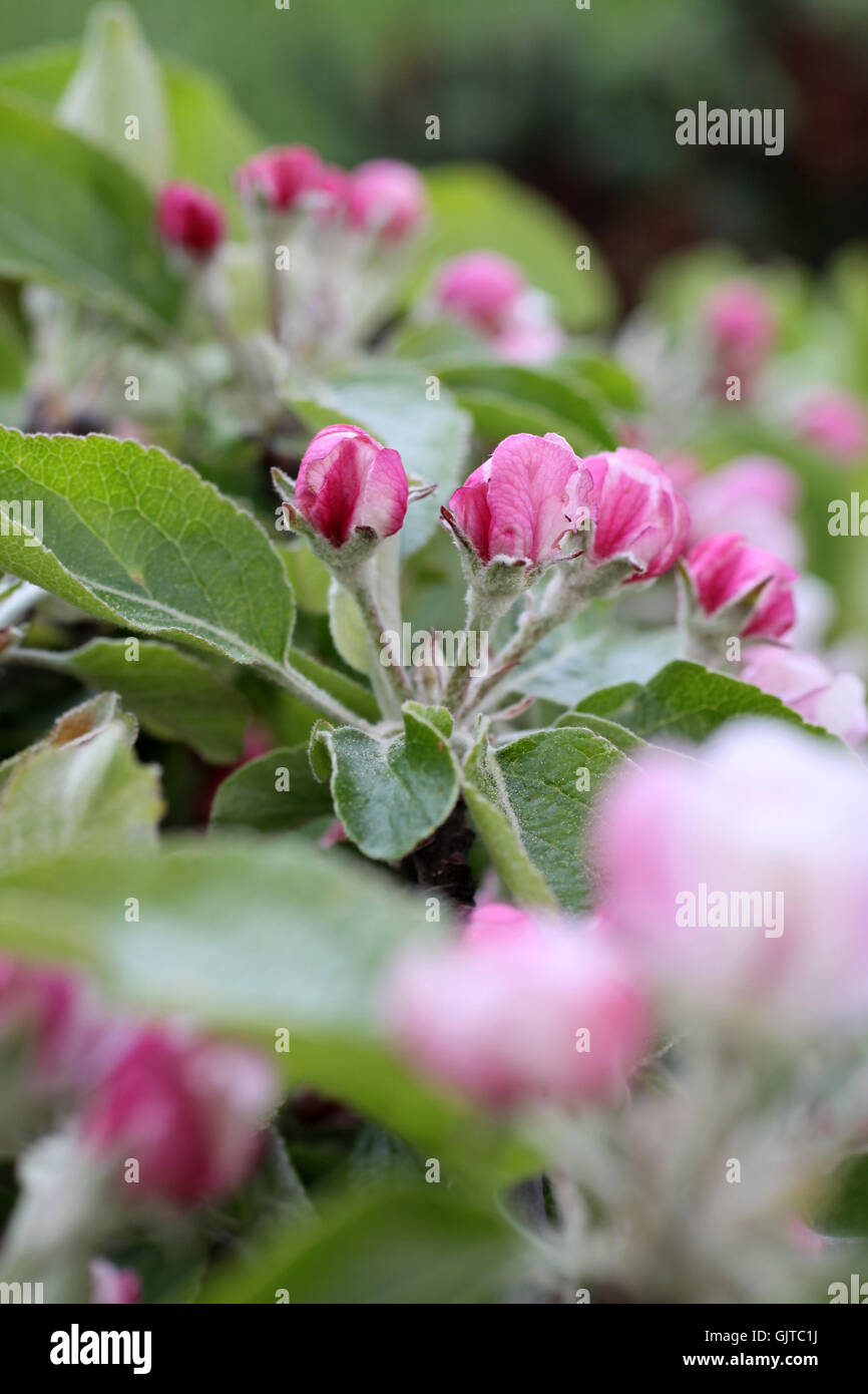 Blüten-Frühling-Apfelbaum Stockfoto