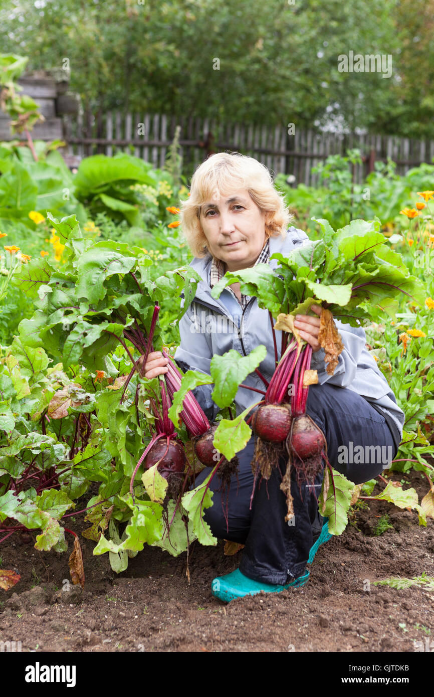 Ernte von rote Beete in Händen der Reifen Gärtner Stockfotografie Alamy