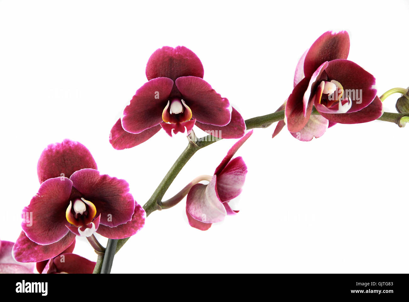 Blume Pflanze Orchidee Stockfoto