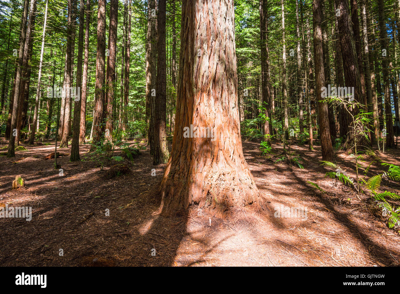 Redwood (Sequoia) Wald in Rotorua, Nordinsel, Neuseeland Stockfoto