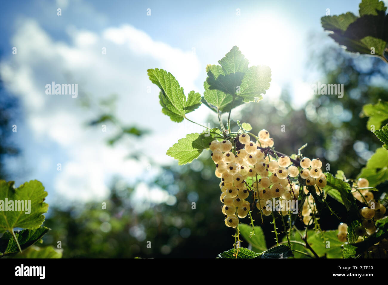 Weiße Johannisbeeren wachsen auf Ast Stockfoto