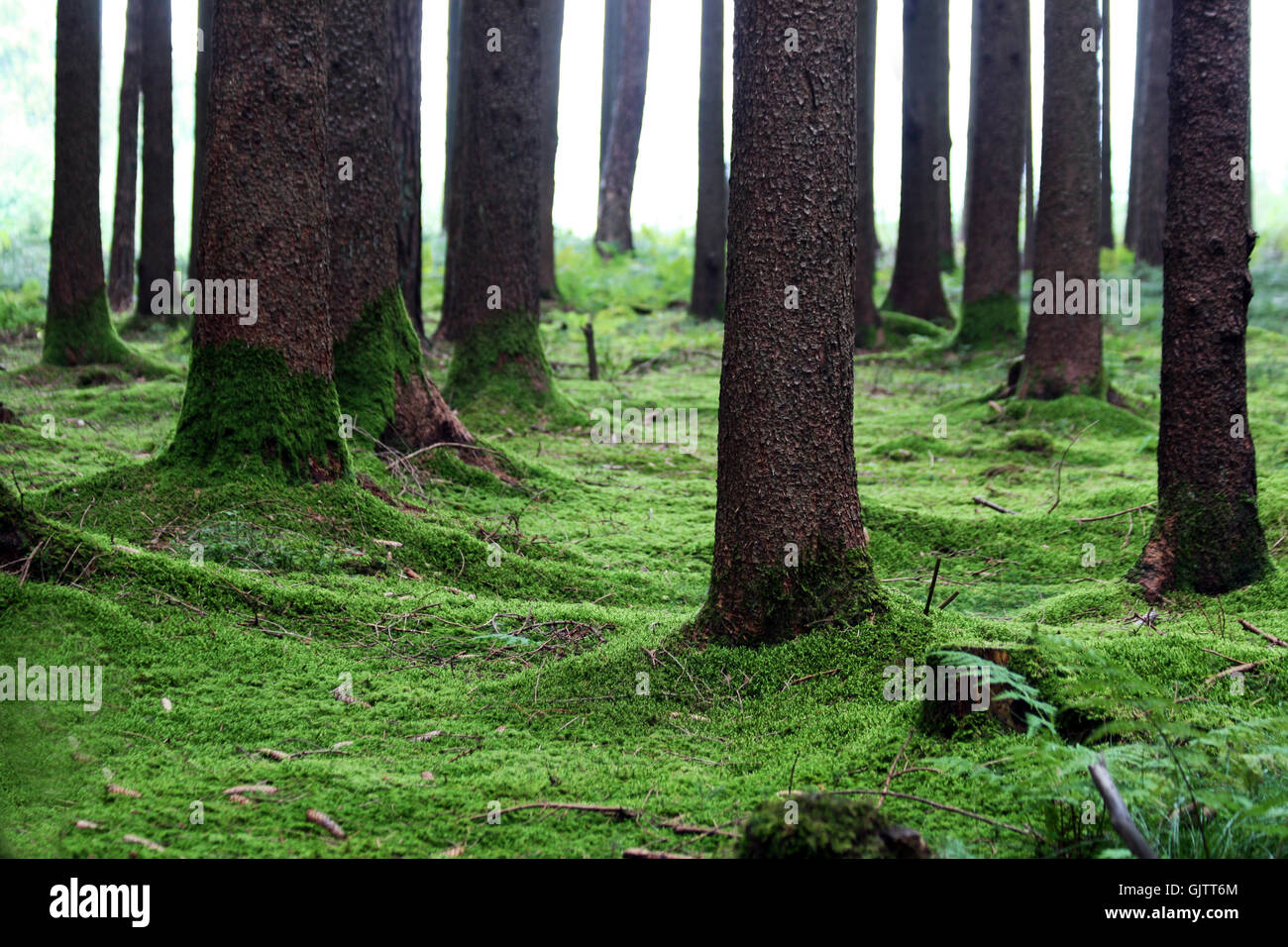 Baum Bäume Moos Stockfoto