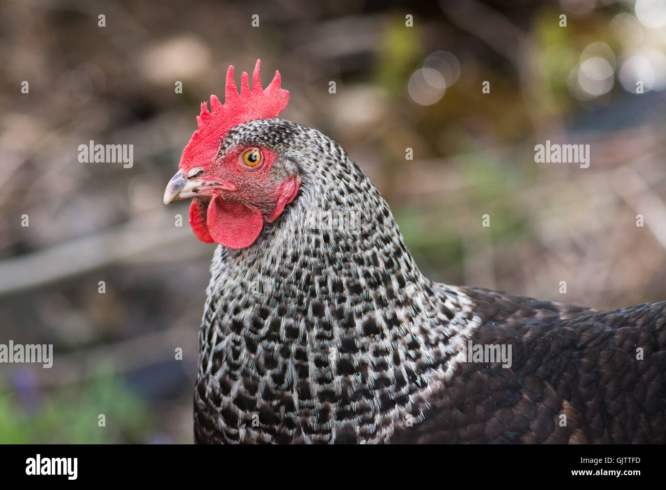 Ein Maran-Huhn Stockfoto