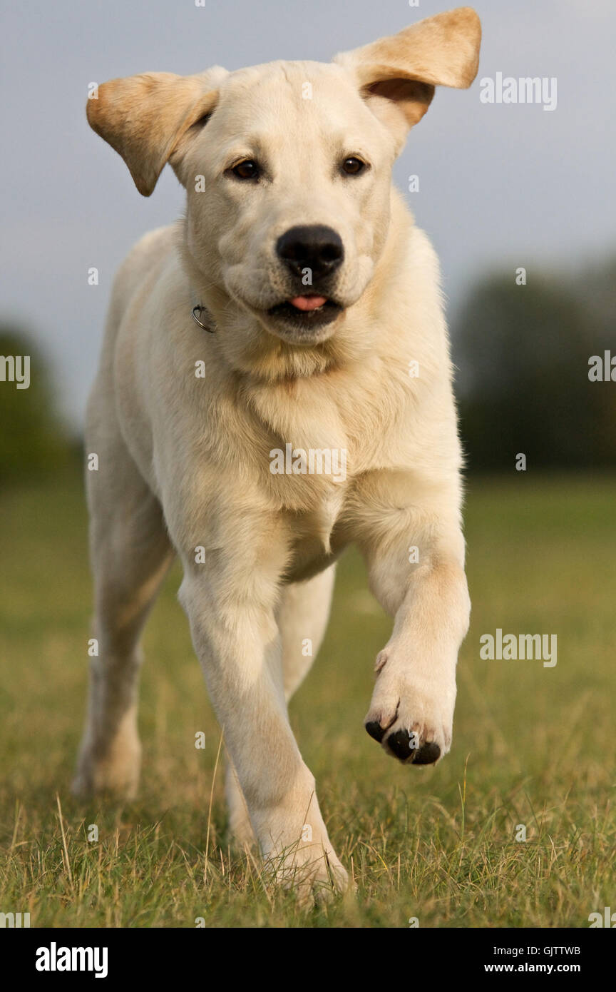 Labrador Retriever Welpen Stockfoto