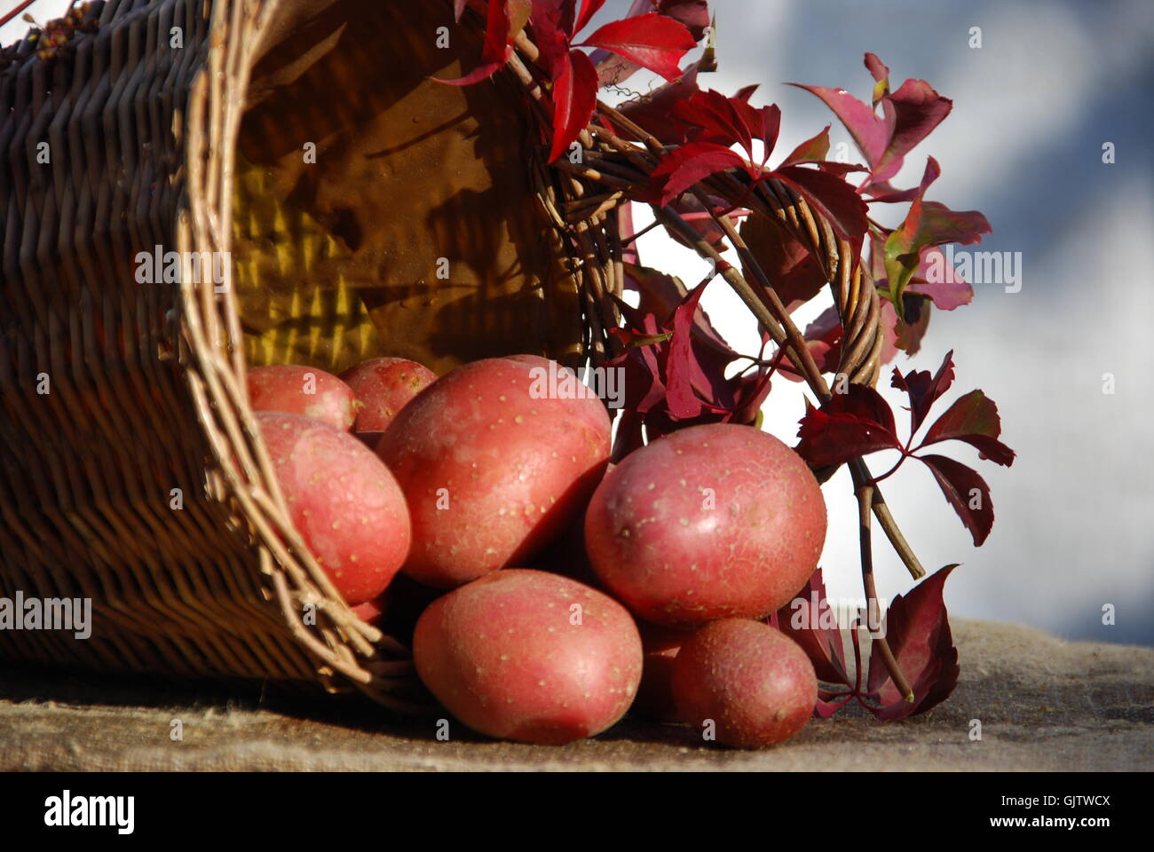 Stillleben-Lebensmittel-Nahrungsmittel Stockfoto