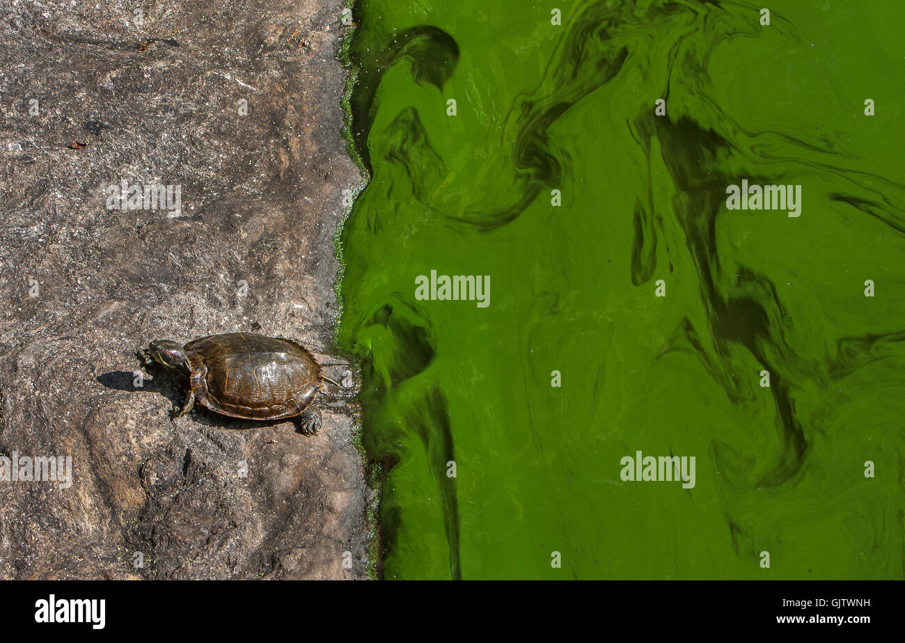 Eine Schildkröte kommt gerade aus dem Wasser. Stockfoto