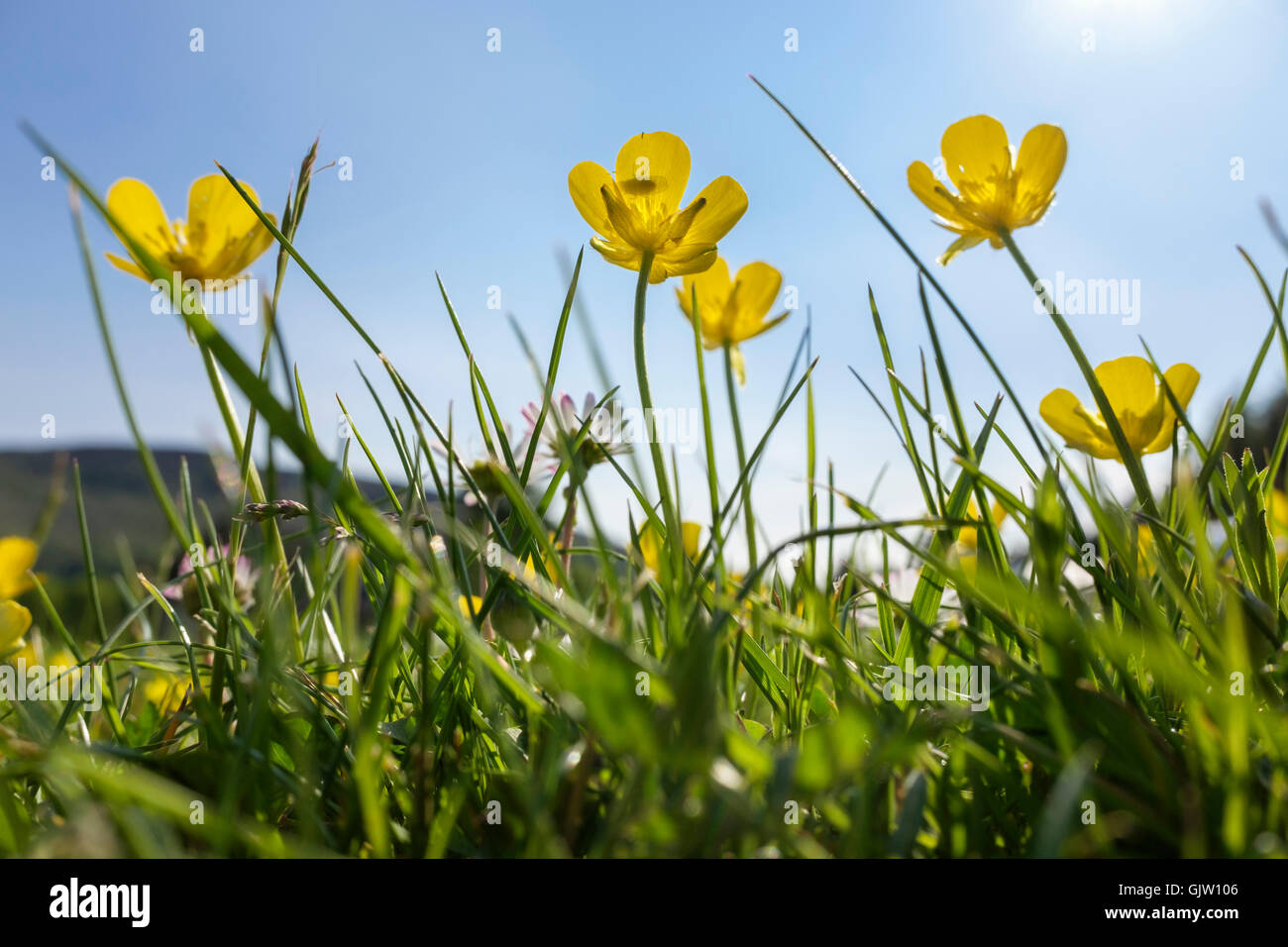 Die froschperspektive von gelben Wiese Ranunkeln (Ranunculus acris) Blumen in Rasen Gras Hintergrundbeleuchtung durch Sonnenlicht vor blauem Himmel im Sommer wachsen. Großbritannien Stockfoto