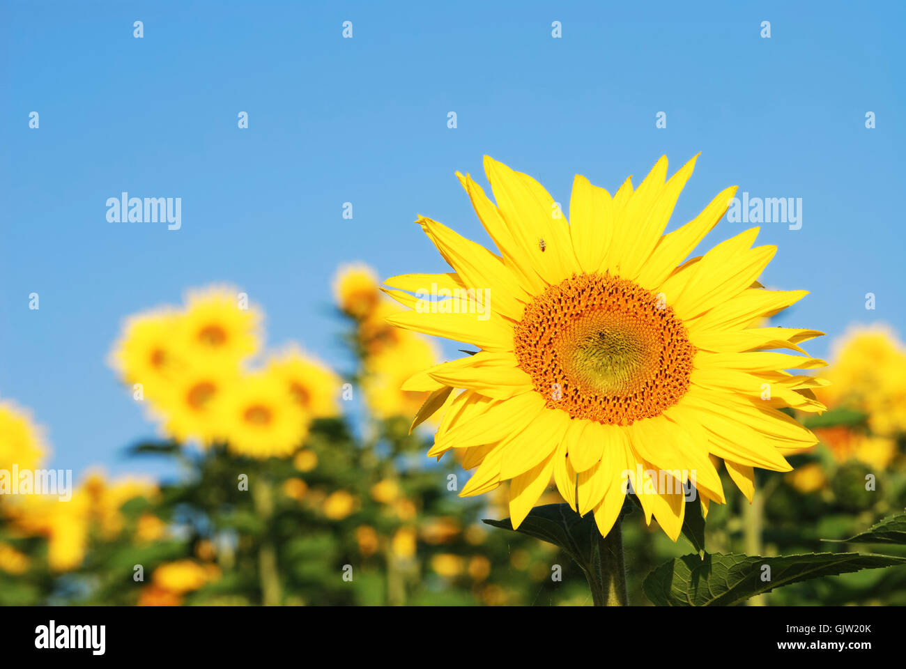 Sommer sommerlich Blume Stockfoto