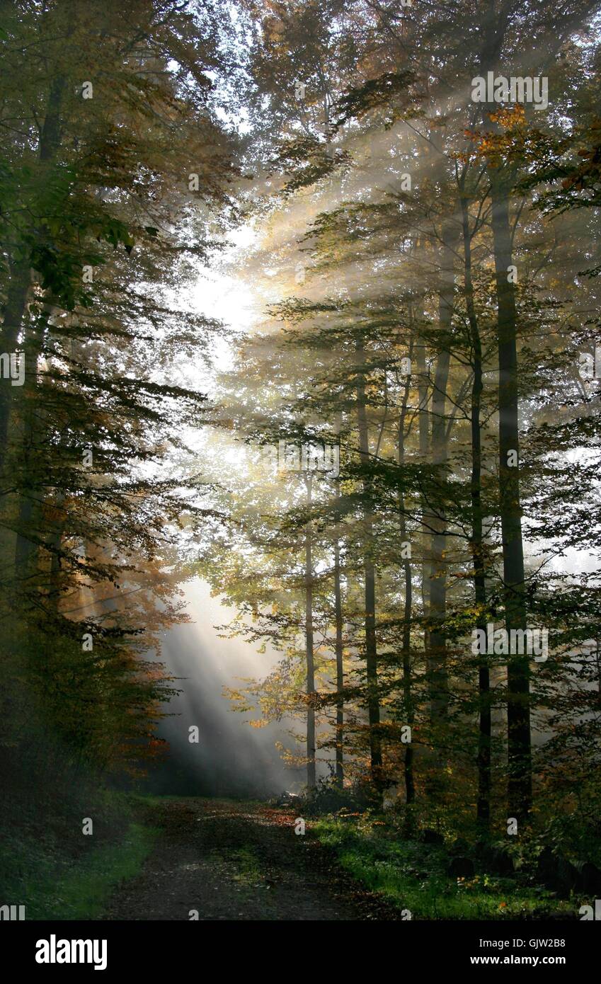 Laubbäume voller Atmosphäre Lichtstrahl Stockfoto