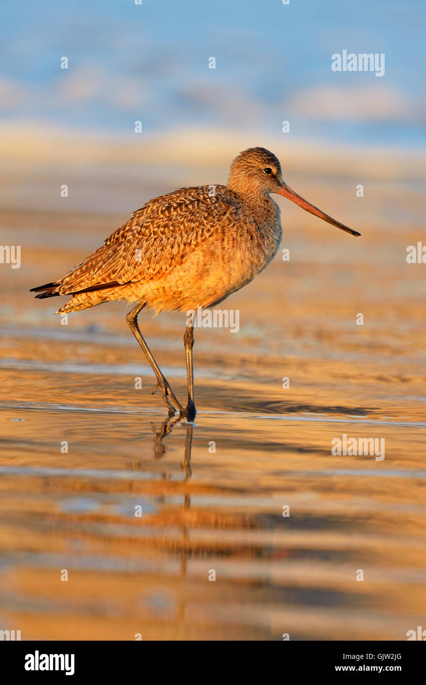 Marmorierte Uferschnepfe (Limosa Fedoa) auf Futtersuche bei Ebbe am Sandstrand, Morro Bay, Kalifornien, USA Stockfoto