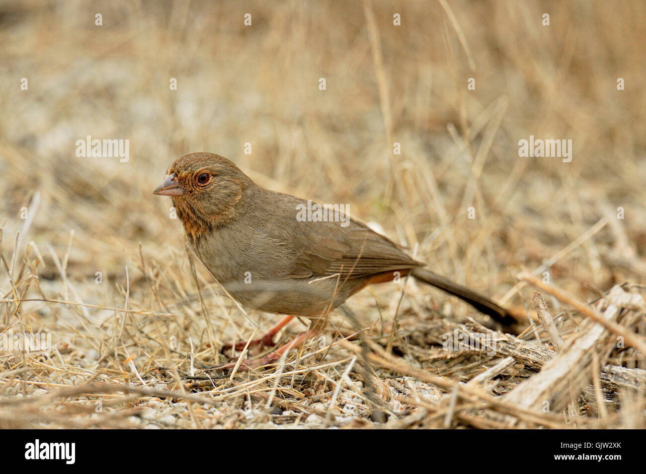 California Towhee (Melozone Crissalis), Morro Bay State Park, Kalifornien, USA Stockfoto