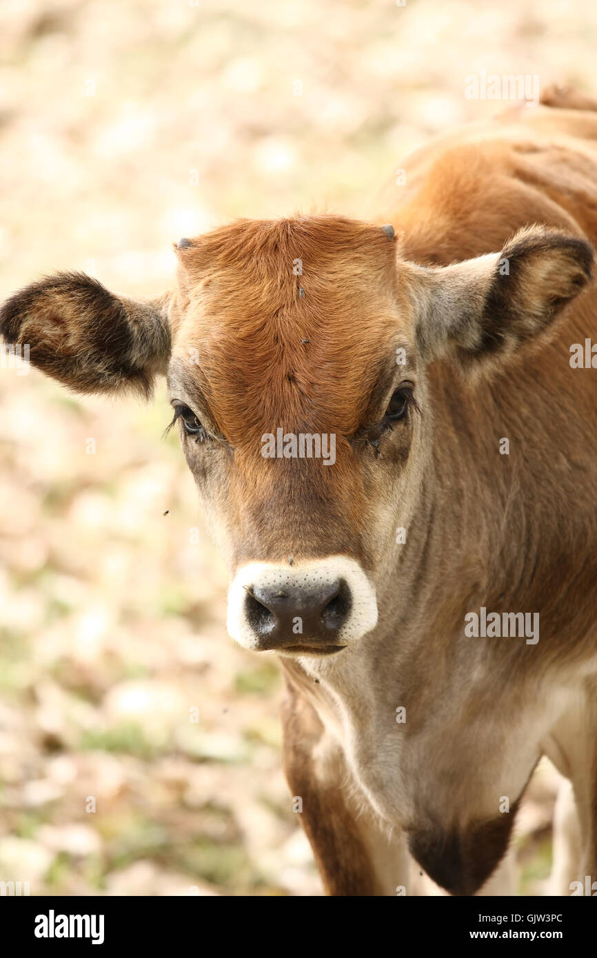 Säugetier-Landwirtschaft-Landwirtschaft Stockfoto