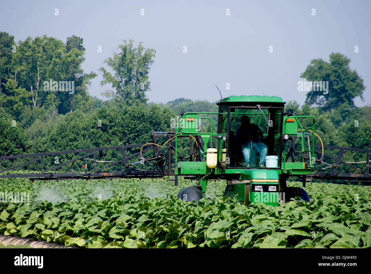 Landwirtschaft Landwirtschaft Tabak Stockfoto