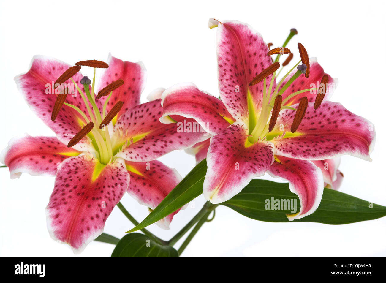 Blatt Blume Pflanze Stockfoto