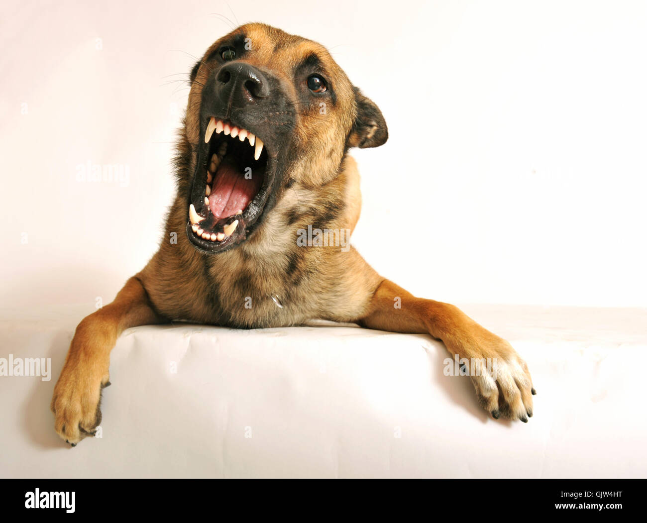 Hund Schäferhund toben Stockfoto