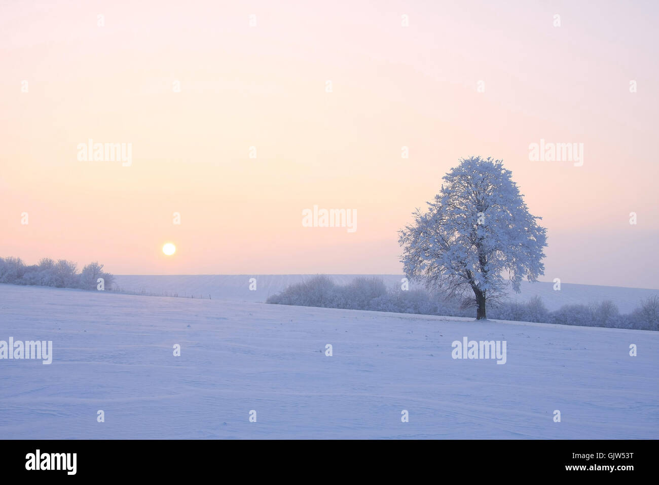 Baum Winter Sonnenuntergang Stockfoto
