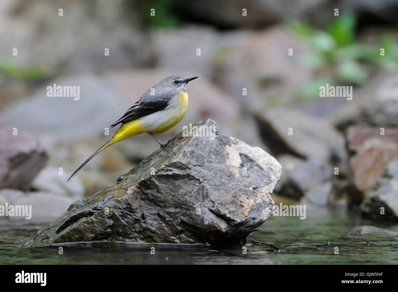 Pretty Grey Wagtail / Gebirgsstelze ( Motacilla cinerea ) auf einem Stein in einem Bach, in seinem natürlichen Lebensraum, Tierwelt, Europa. Stockfoto