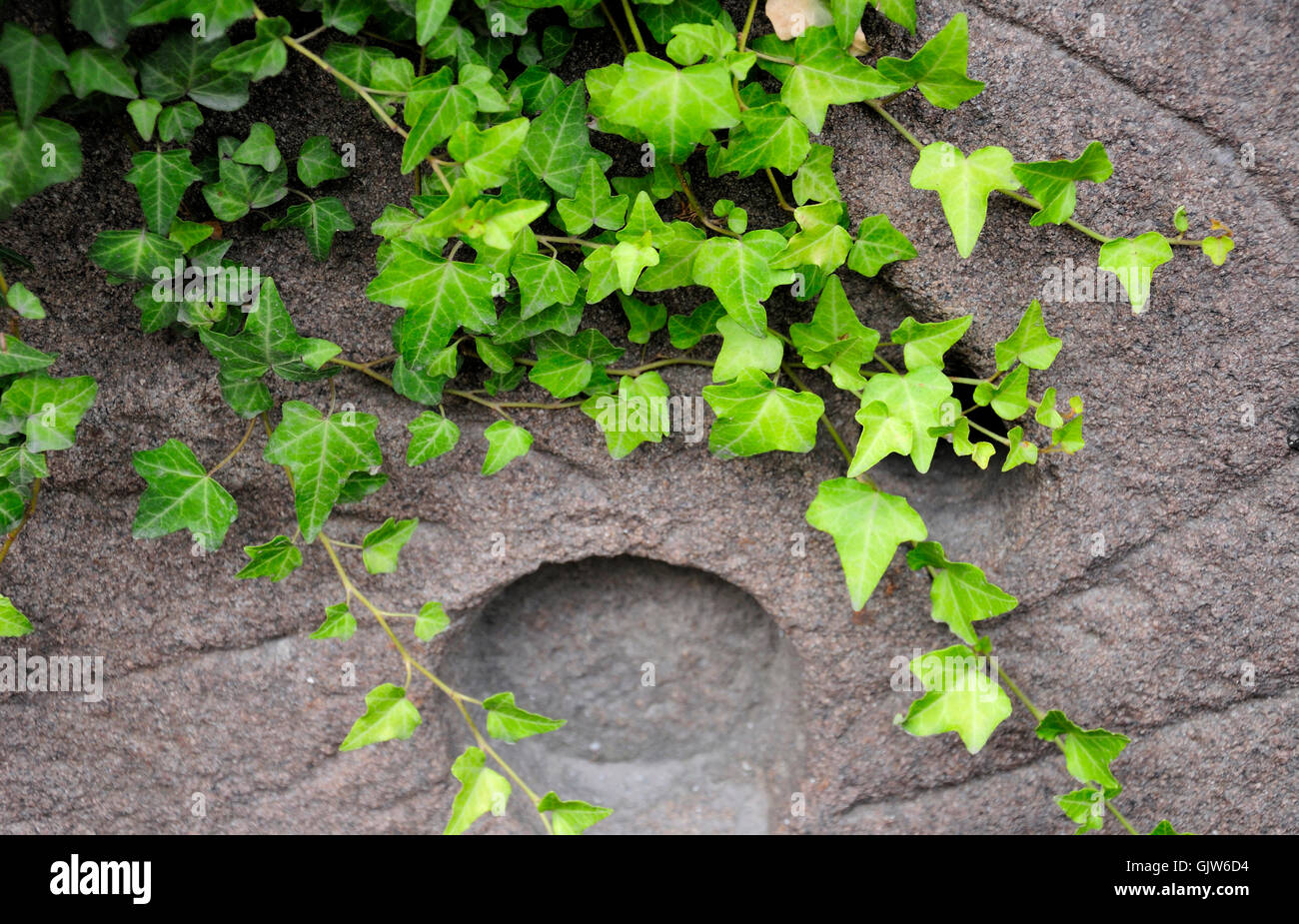 Grünen Efeu wächst auf einer Steinmauer in Xitang Stadt in Jiashan County in Jiaxing City, Zhejiang Province, China. Stockfoto