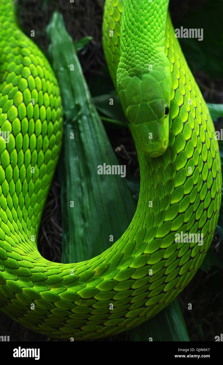 grünen Dschungel Reptilien Stockfoto