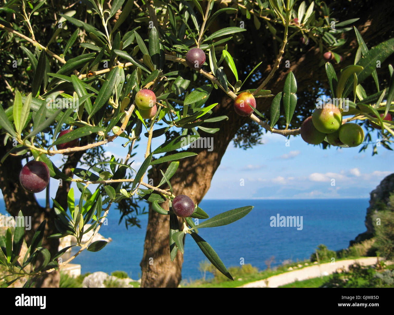 Olivenbaum in Sizilien Stockfotografie - Alamy